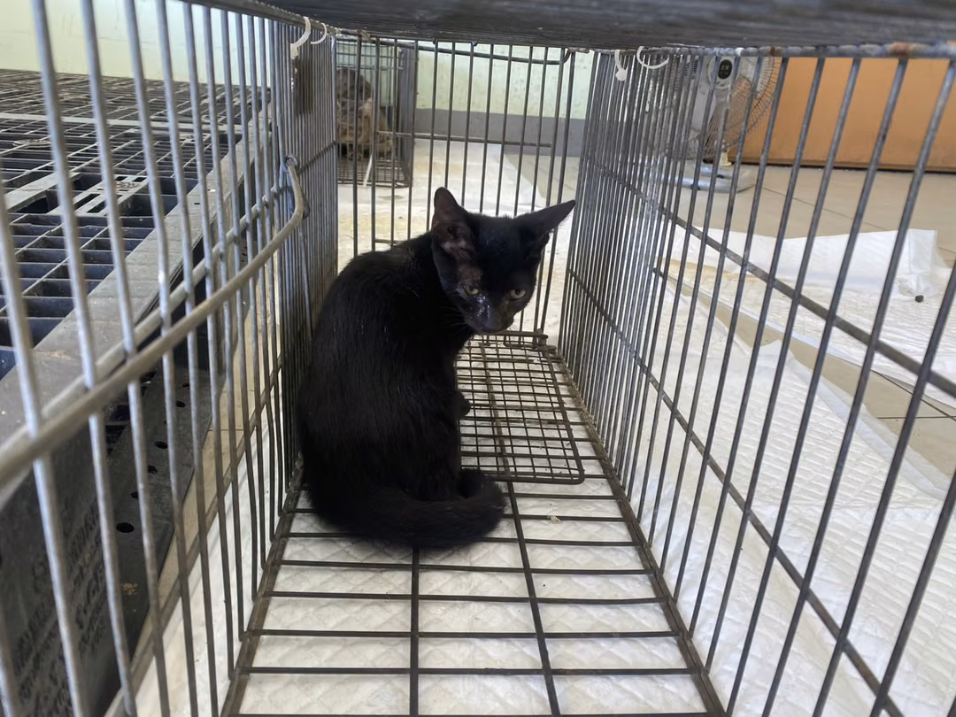 The cat, from the shelter's listing