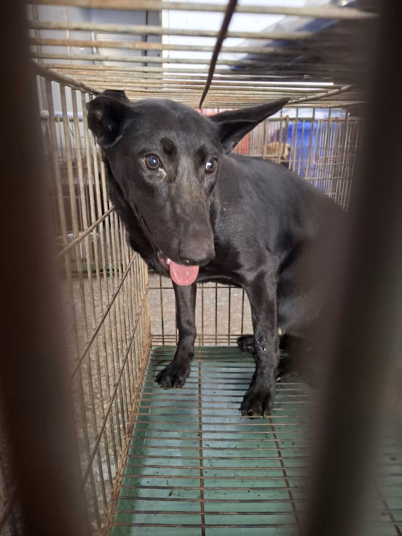 The dog, from the shelter's listing