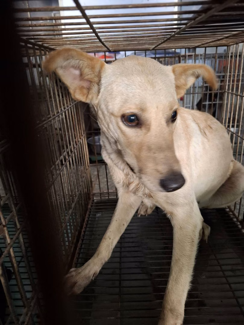 The dog, from the shelter's listing