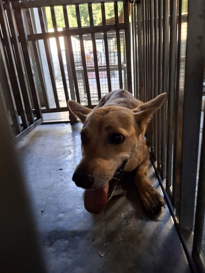 The dog, from the shelter's listing