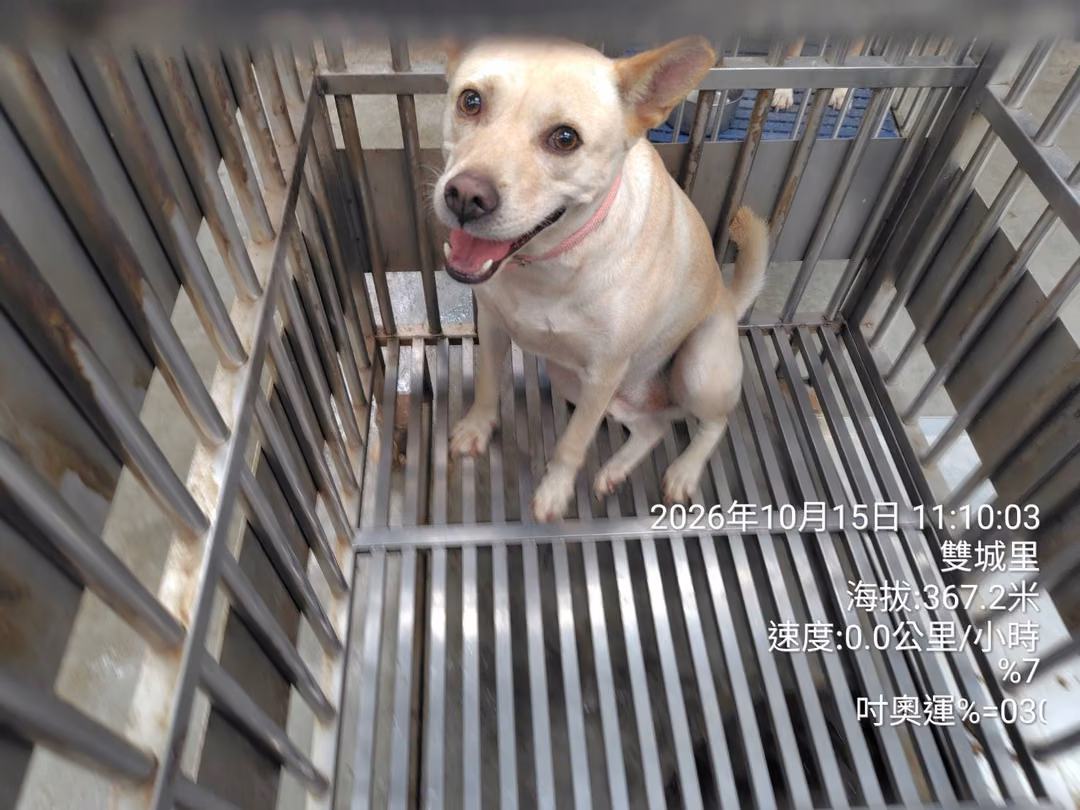 The dog, from the shelter's listing