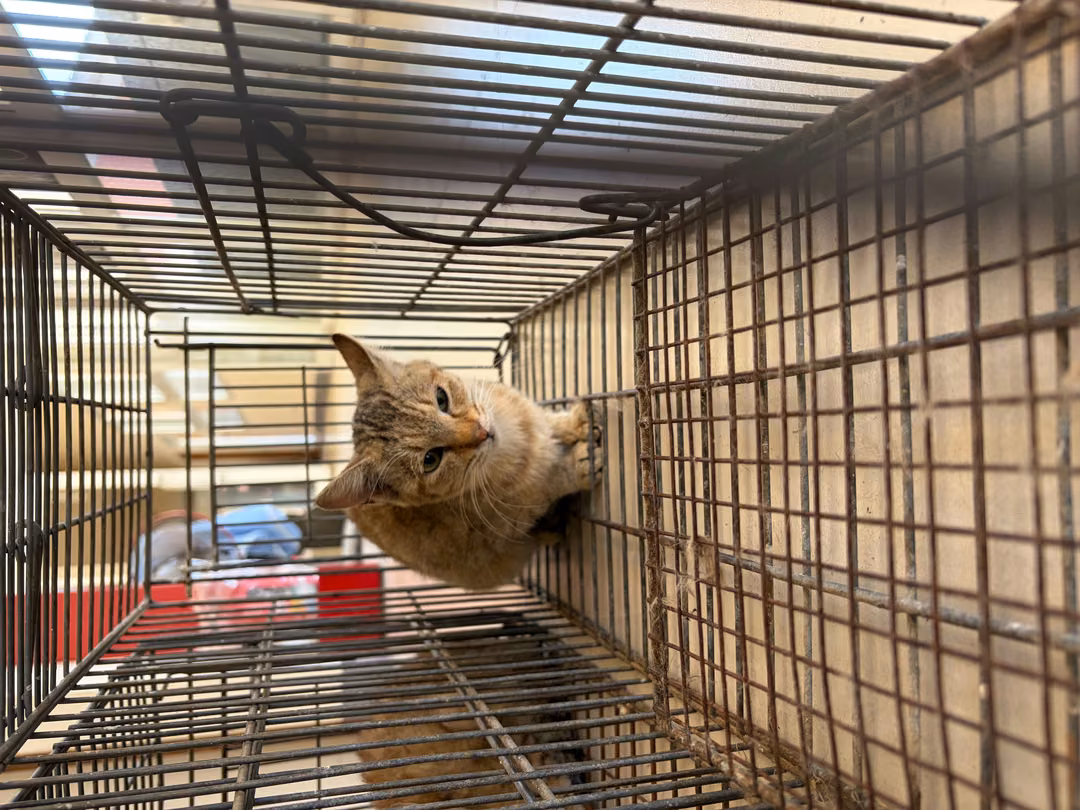 The cat, from the shelter's listing