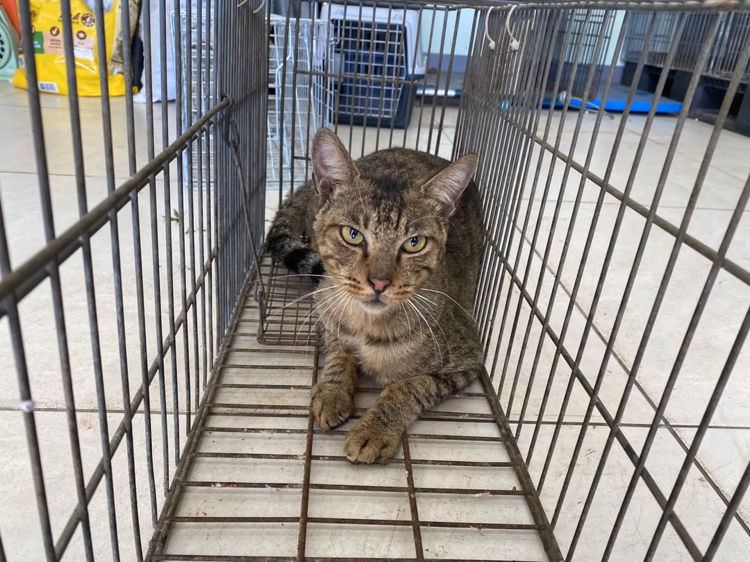 The cat, from the shelter's listing