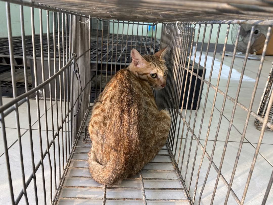 The cat, from the shelter's listing