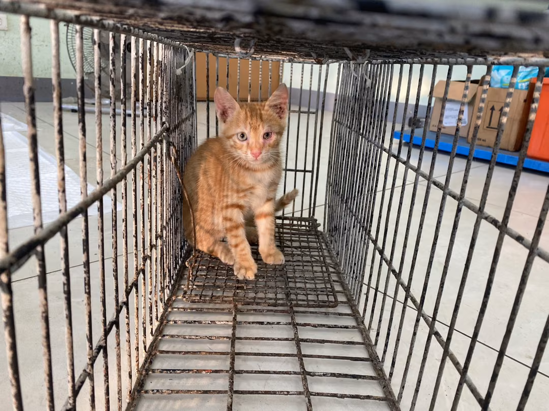 The cat, from the shelter's listing