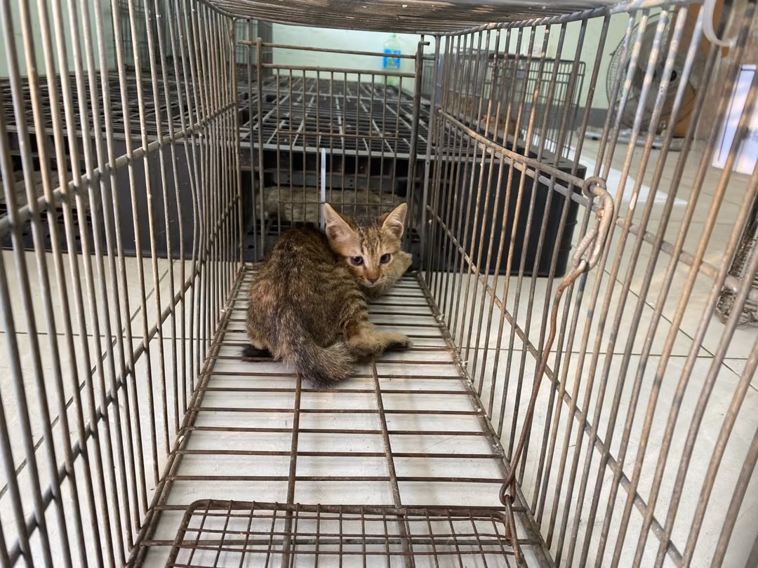The cat, from the shelter's listing