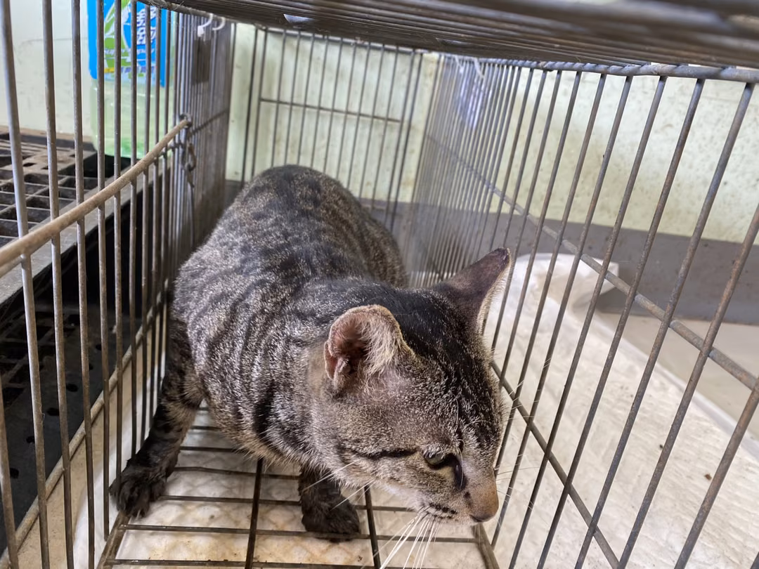 The cat, from the shelter's listing