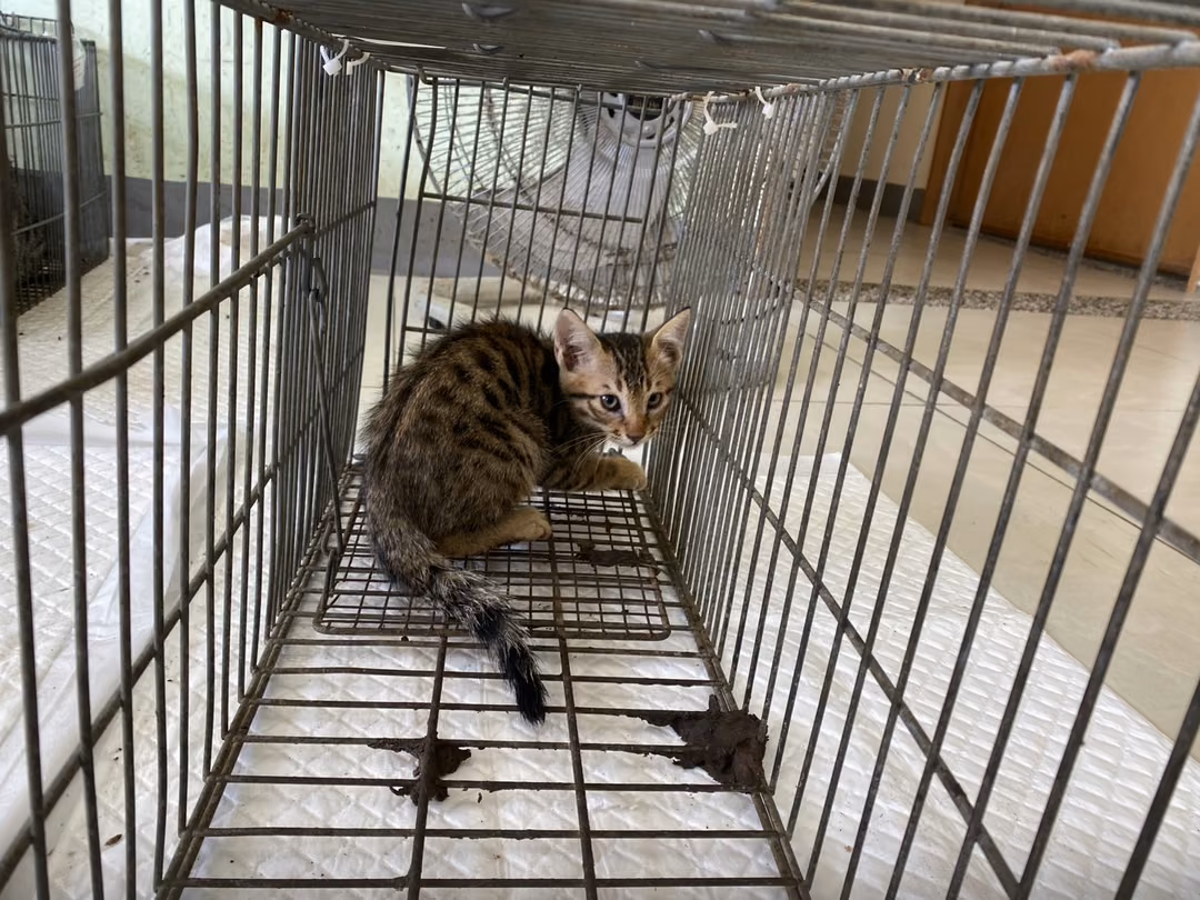 The cat, from the shelter's listing