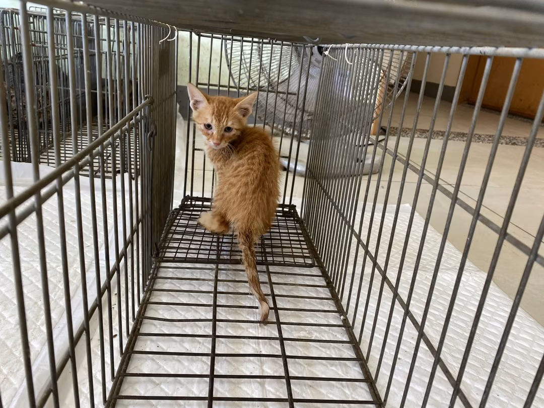 The cat, from the shelter's listing