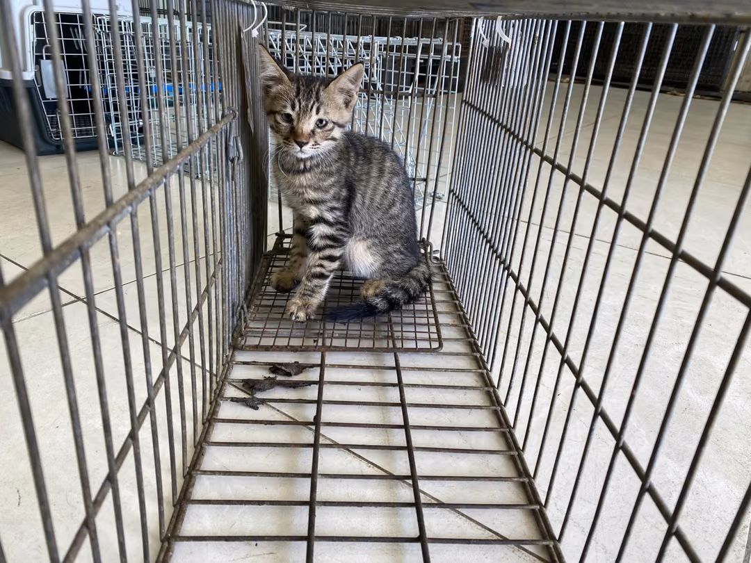 The cat, from the shelter's listing