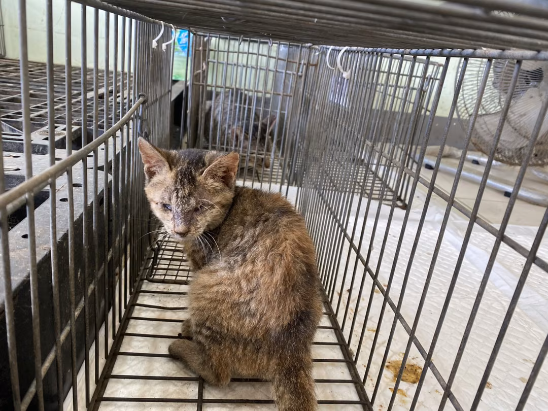 The cat, from the shelter's listing