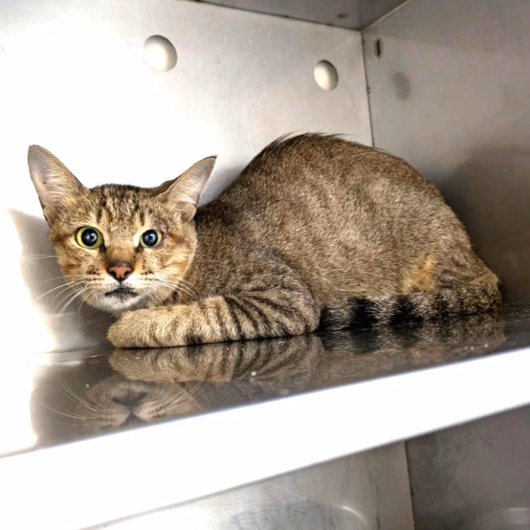 The cat, from the shelter's listing