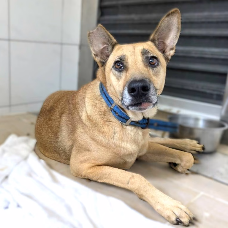 The dog, from the shelter's listing