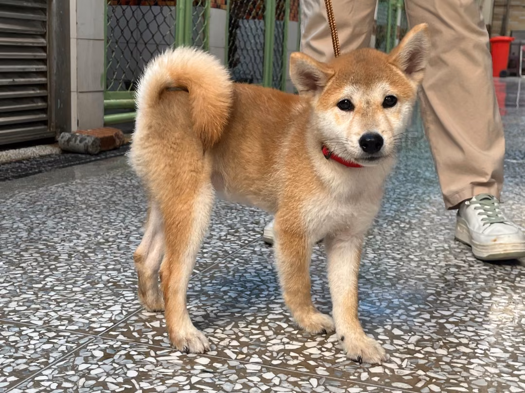 The dog, from the shelter's listing