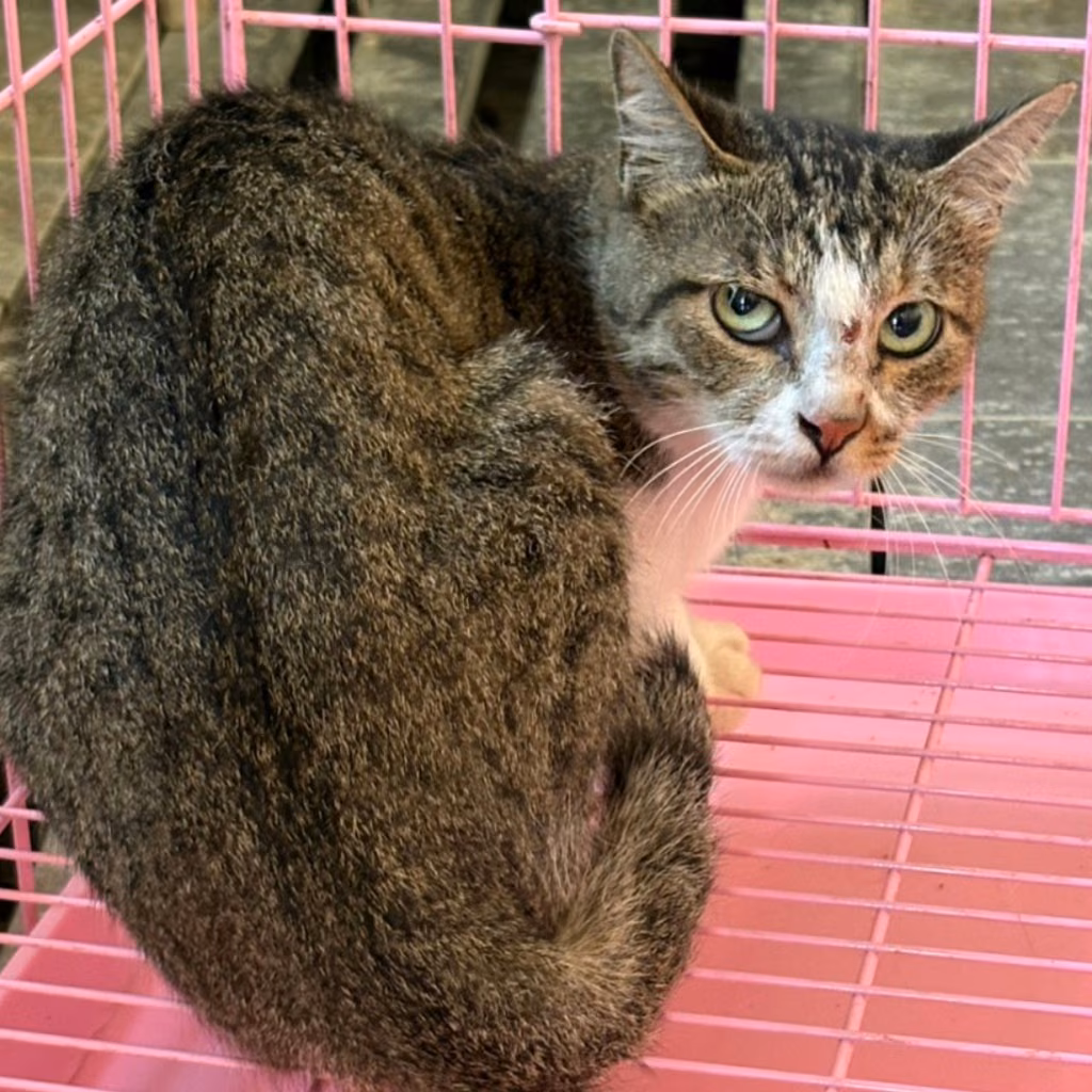 The cat, from the shelter's listing