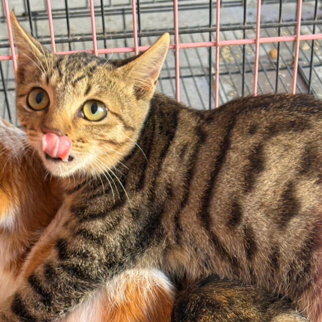 The cat, from the shelter's listing