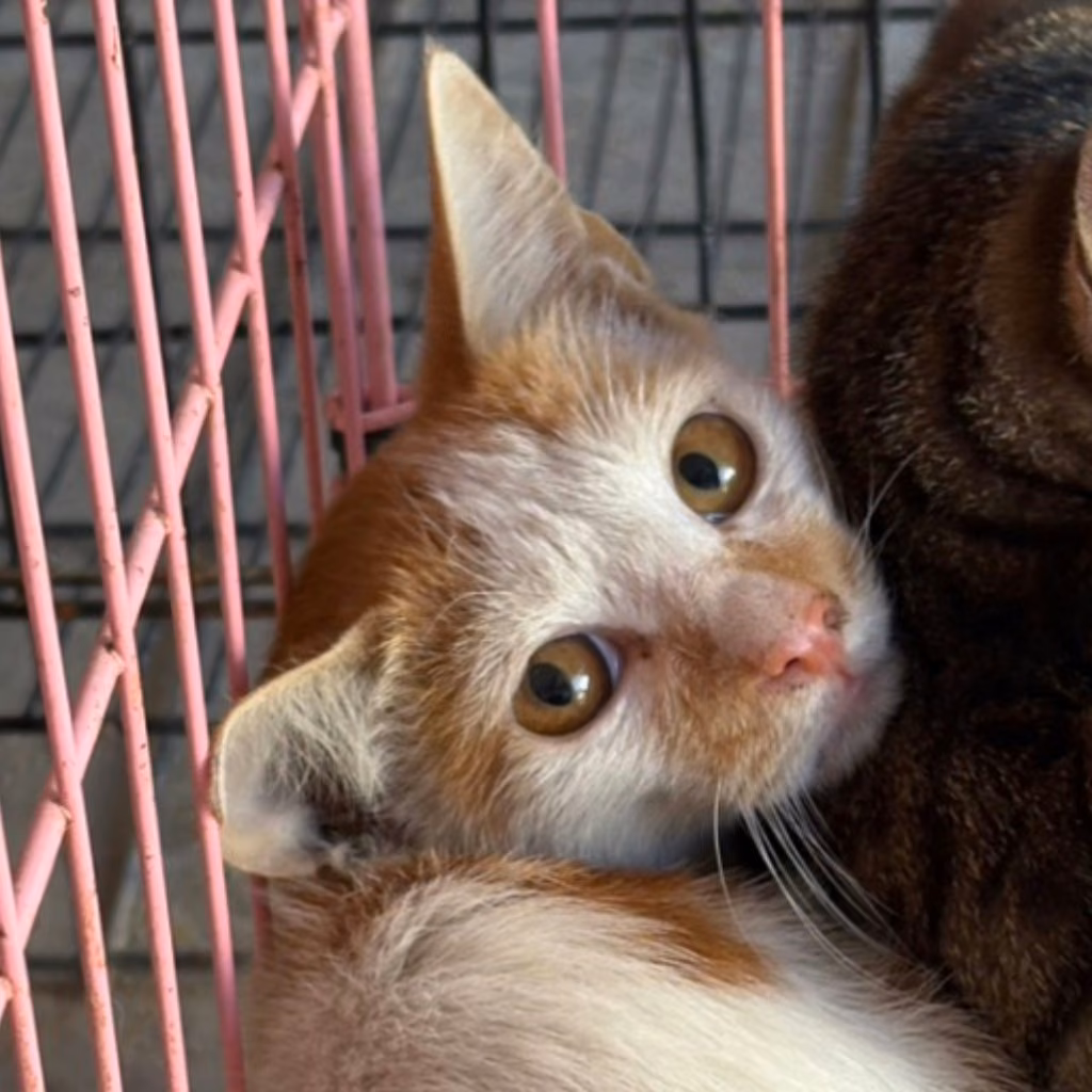 The cat, from the shelter's listing