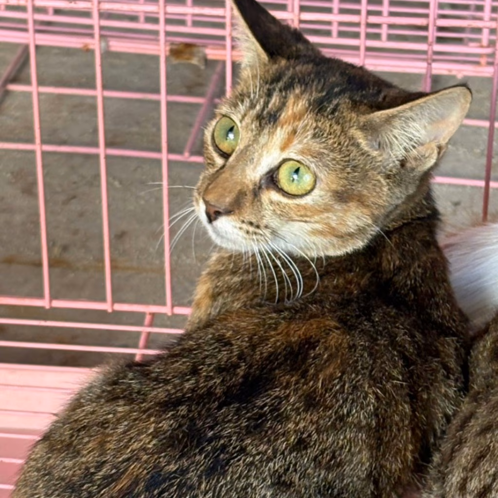 The cat, from the shelter's listing