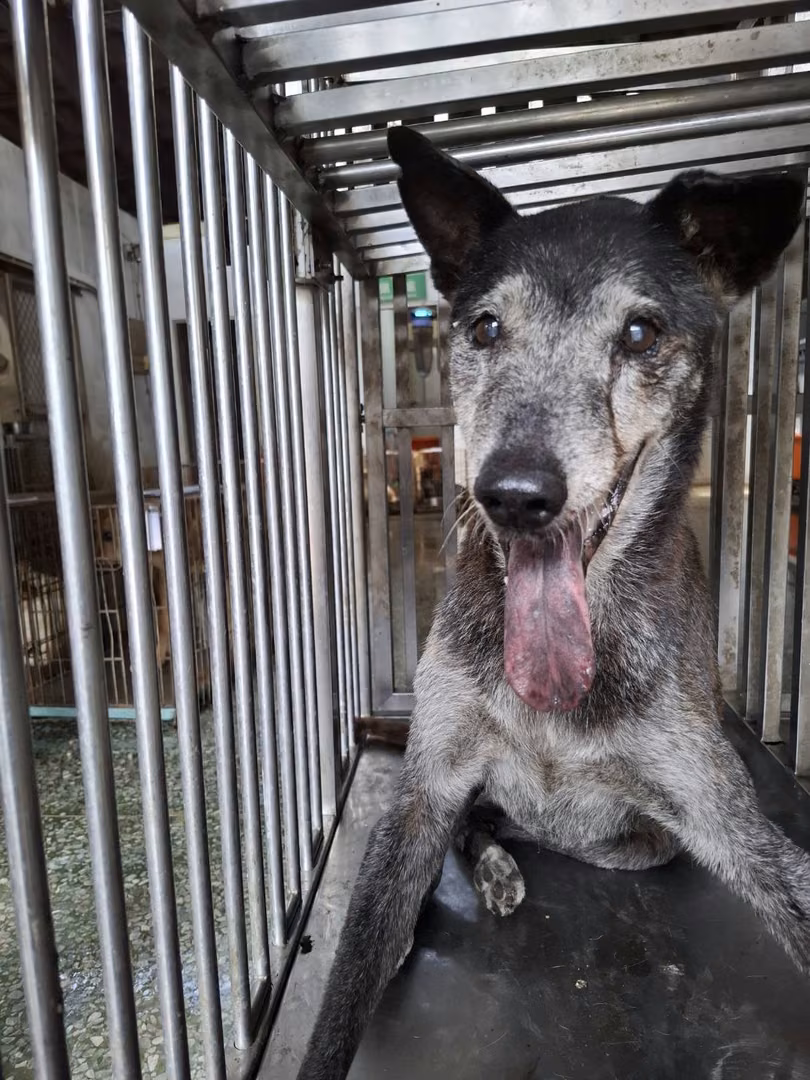 The dog, from the shelter's listing