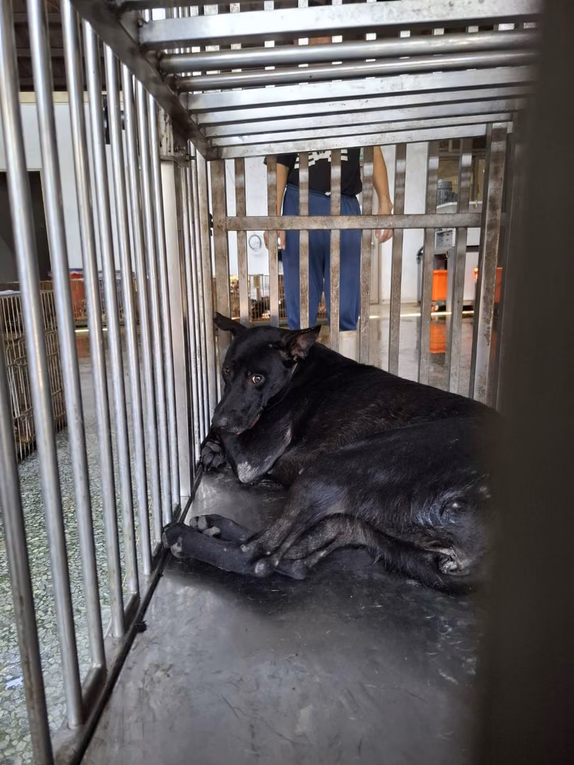 The dog, from the shelter's listing