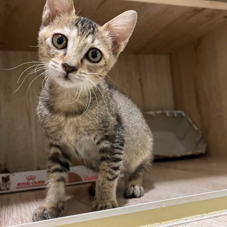 The cat, from the shelter's listing