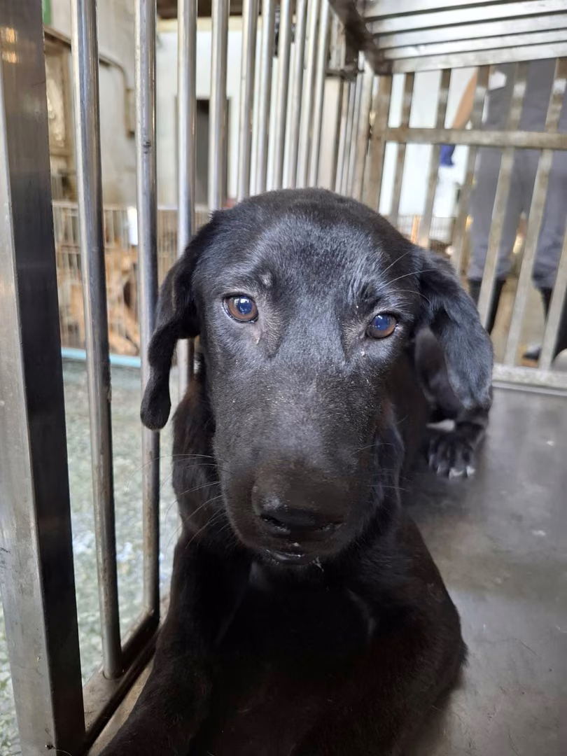 The dog, from the shelter's listing