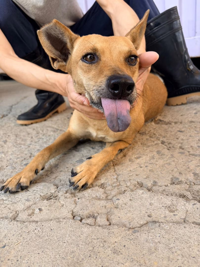 The dog, from the shelter's listing