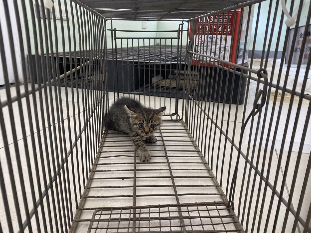 The cat, from the shelter's listing