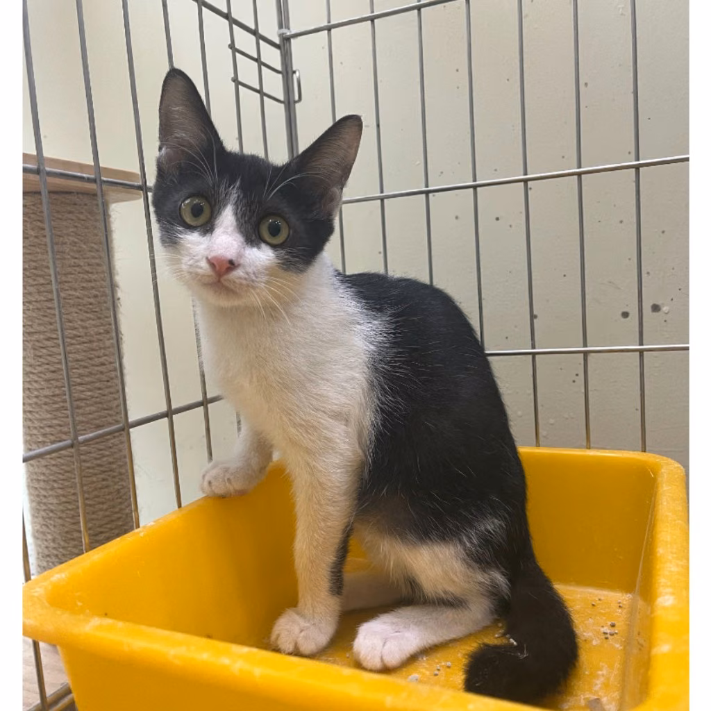 The cat, from the shelter's listing