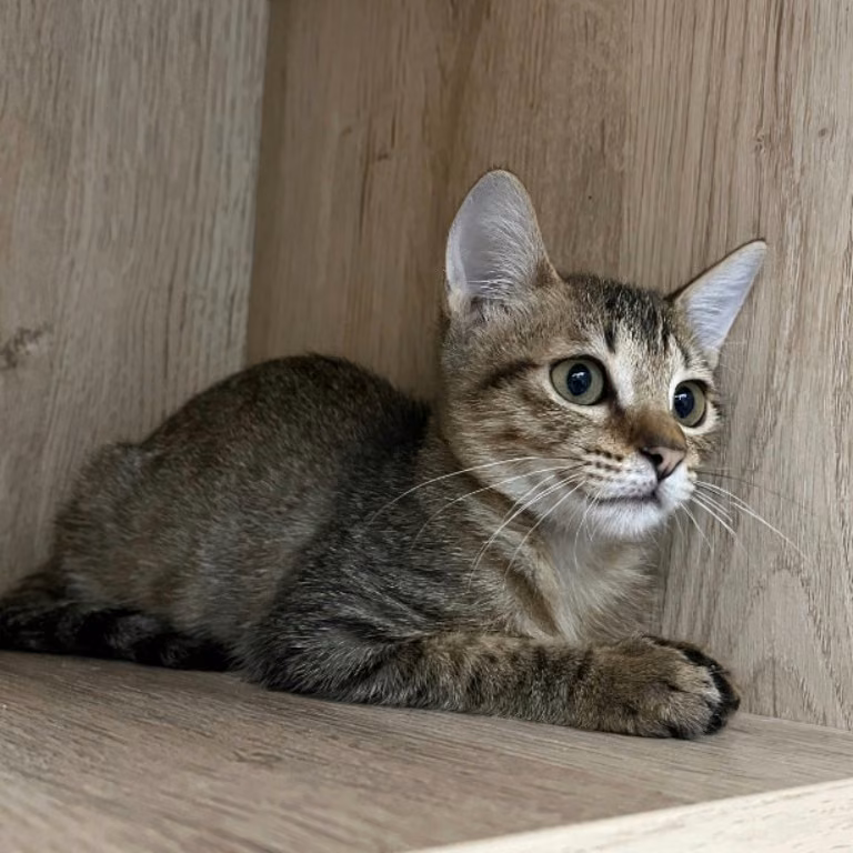 The cat, from the shelter's listing