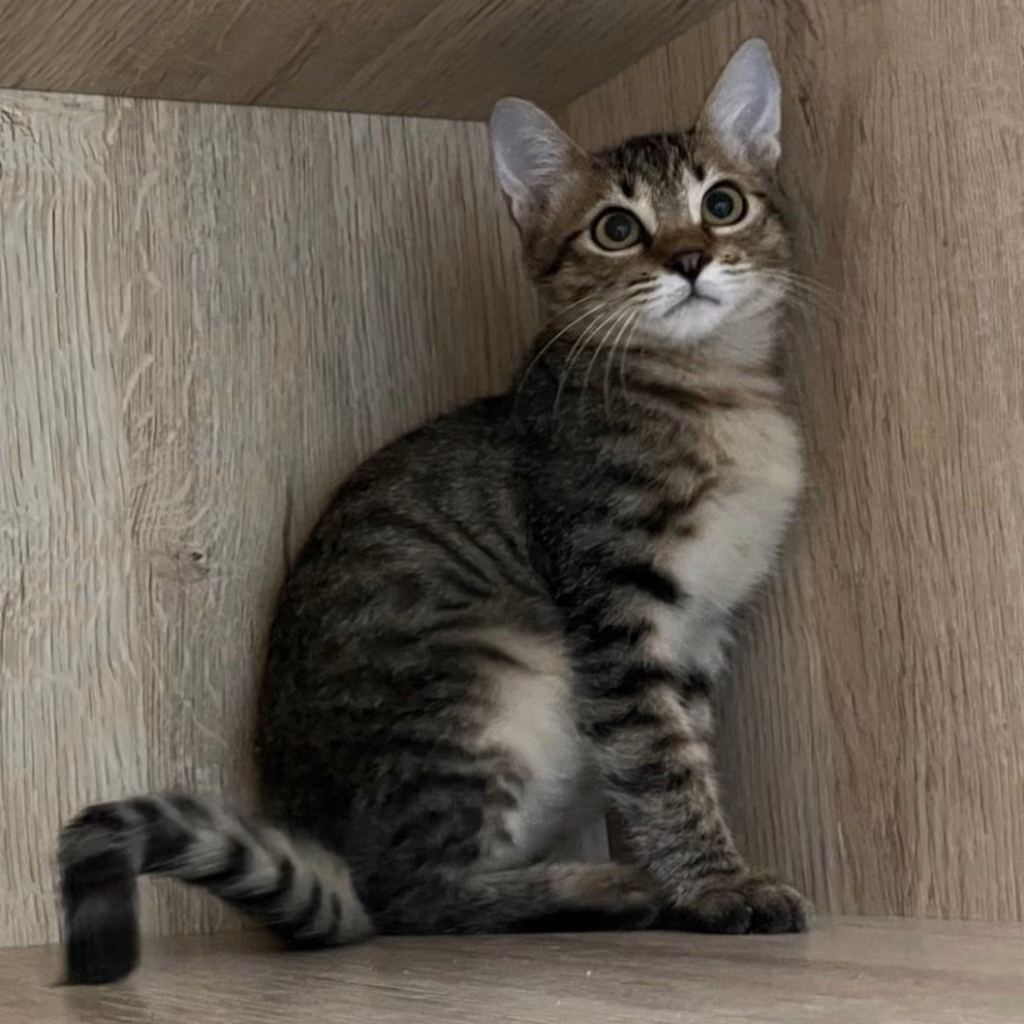 The cat, from the shelter's listing