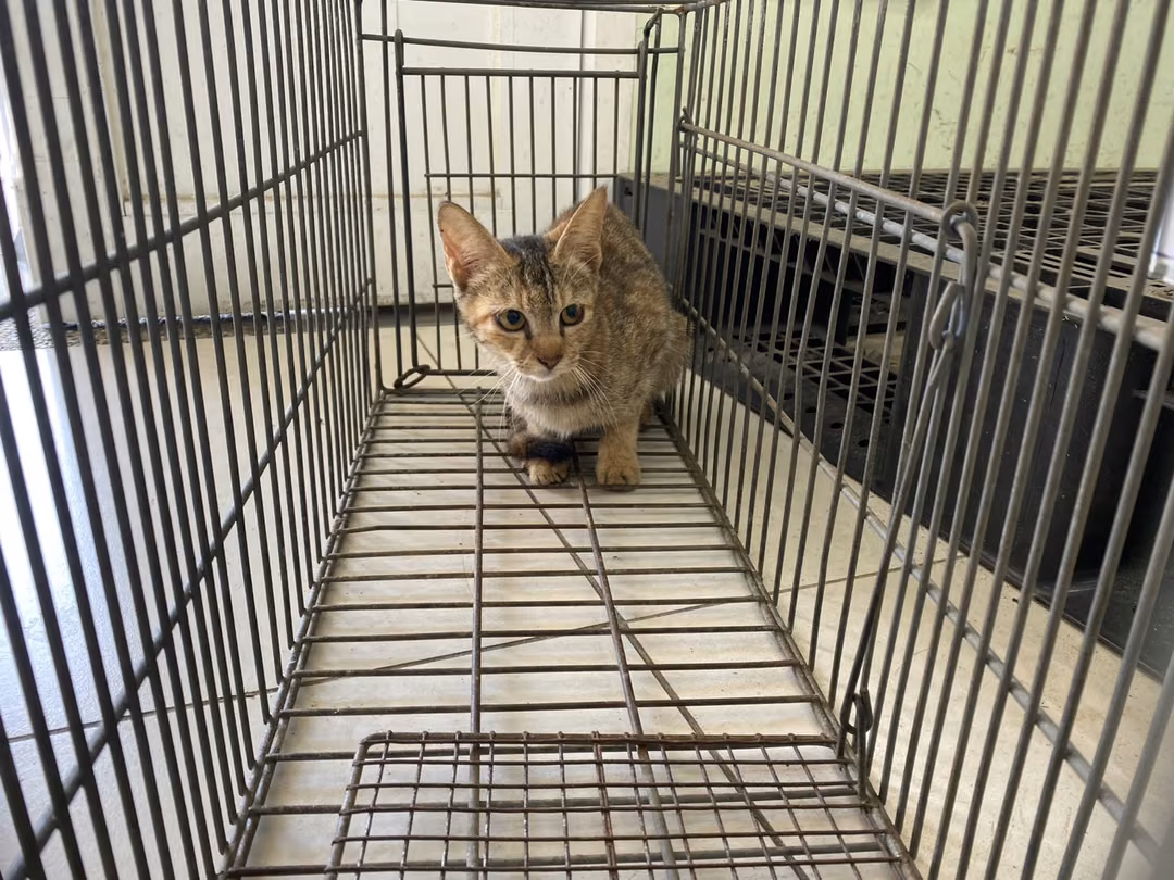 The cat, from the shelter's listing