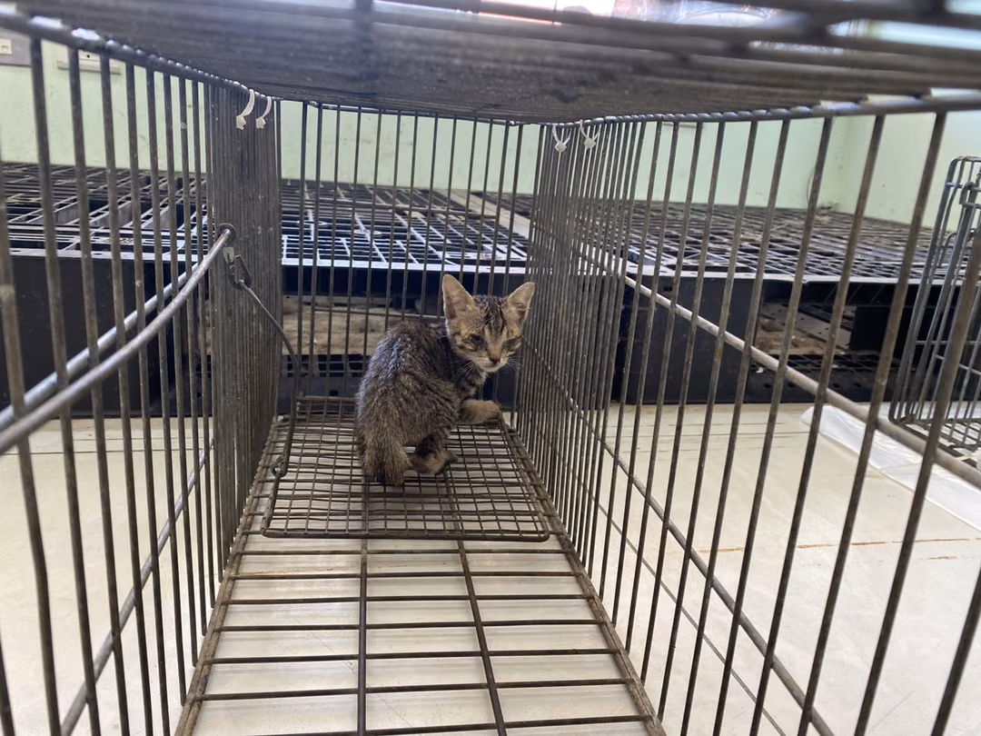 The cat, from the shelter's listing