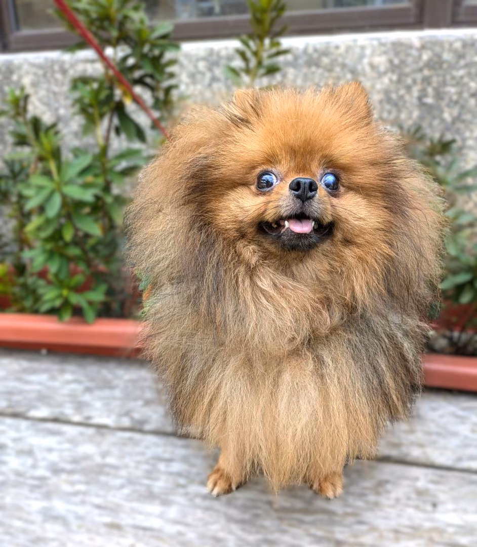 The dog, from the shelter's listing