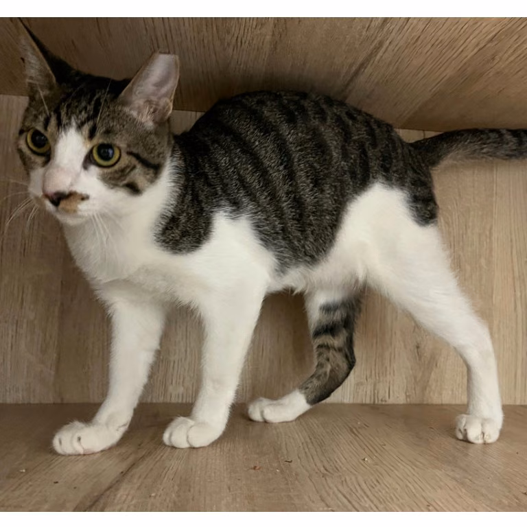 The cat, from the shelter's listing