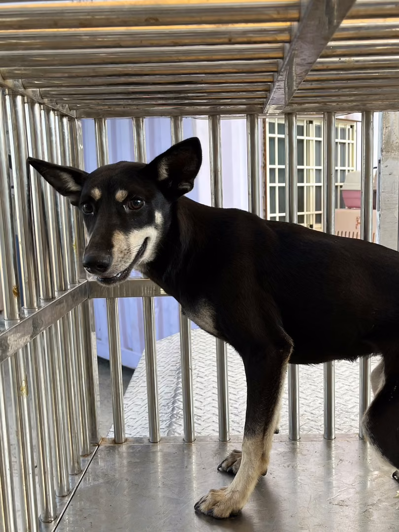 The dog, from the shelter's listing