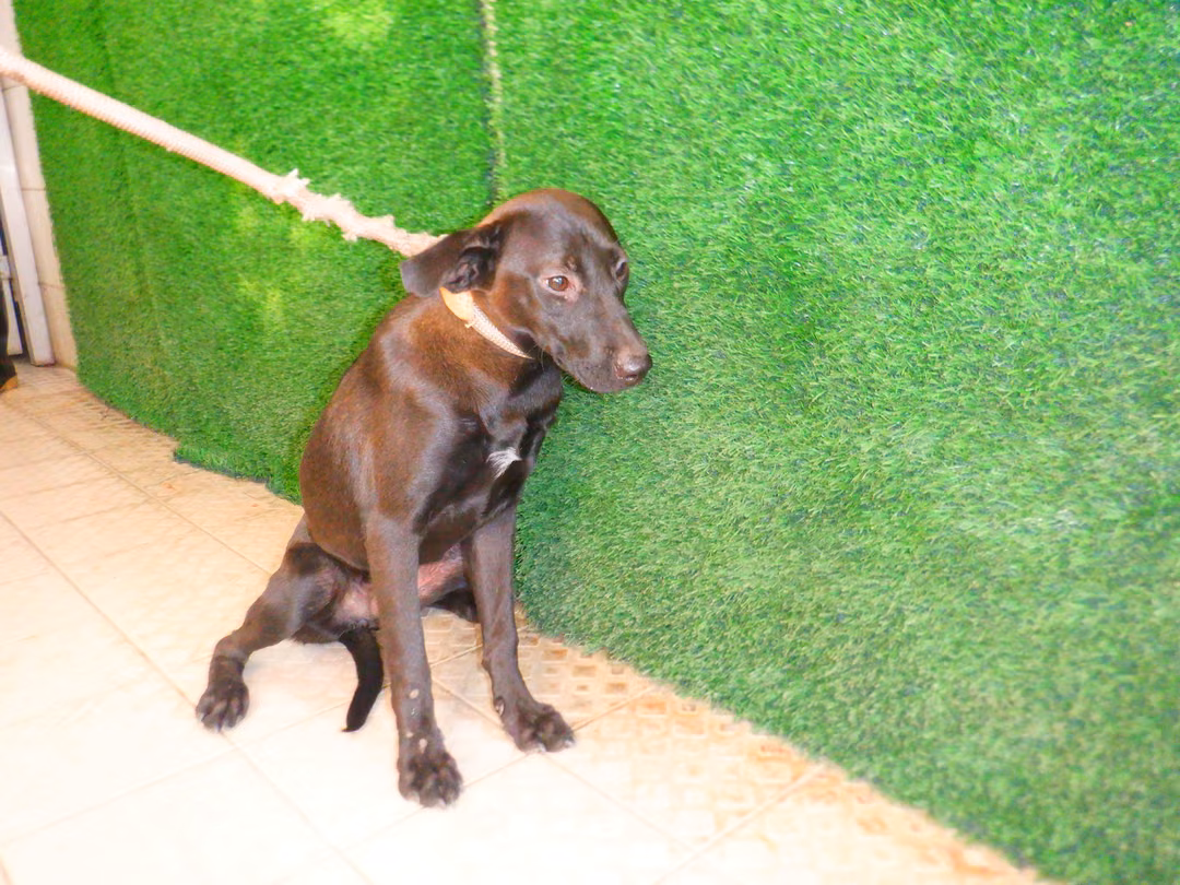 The dog, from the shelter's listing