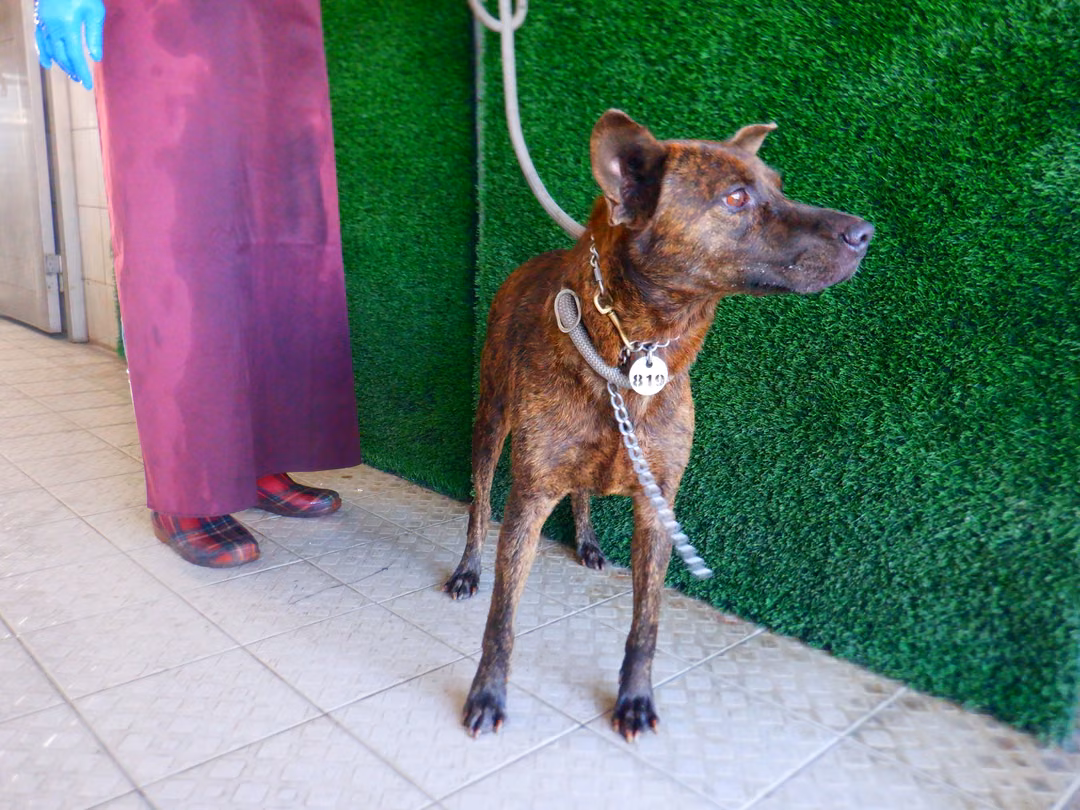 The dog, from the shelter's listing