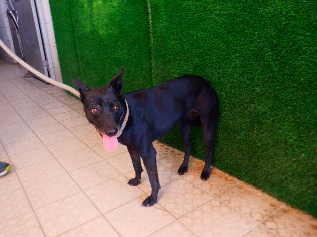 The dog, from the shelter's listing