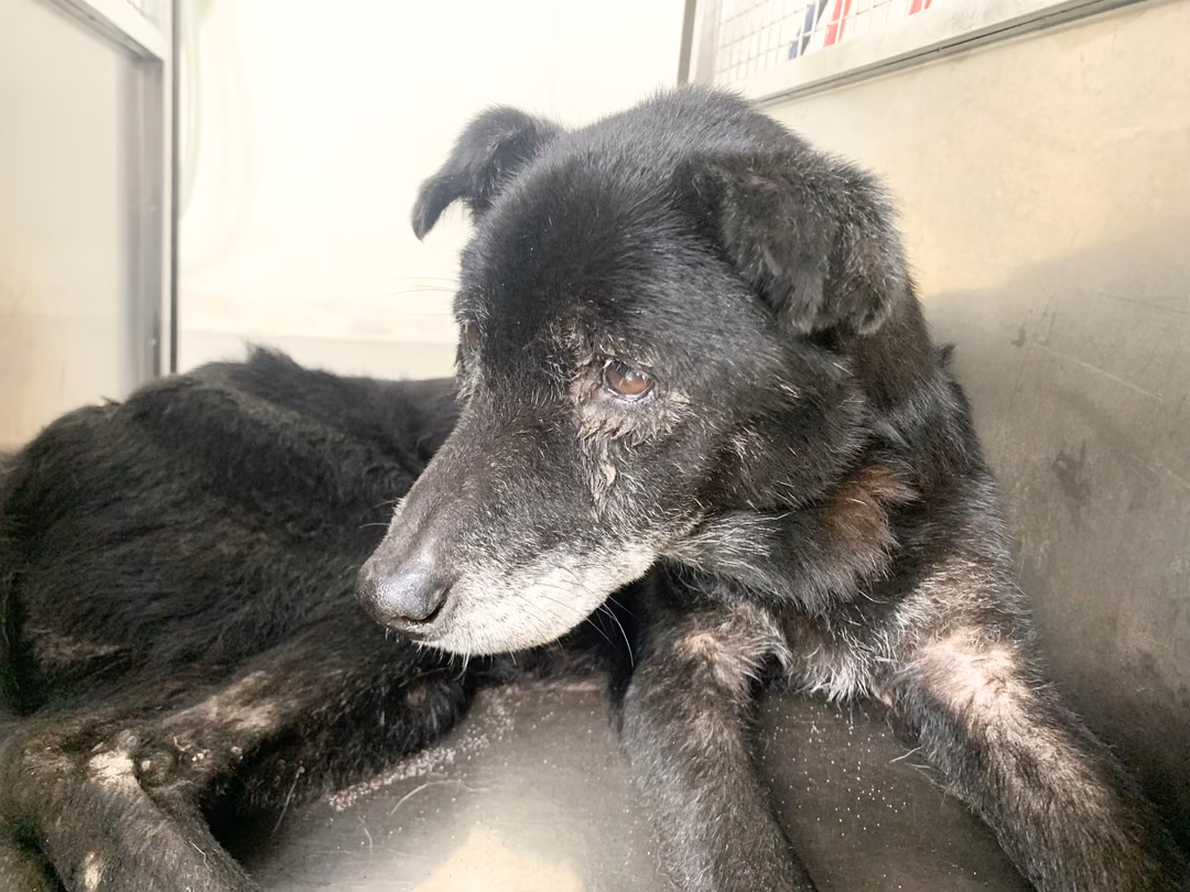 The dog, from the shelter's listing
