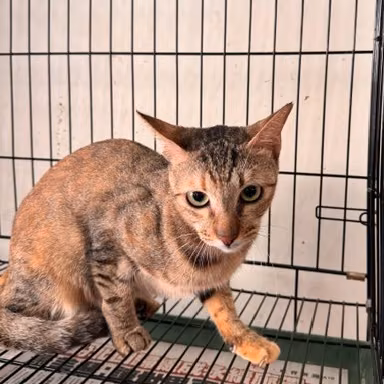 The cat, from the shelter's listing