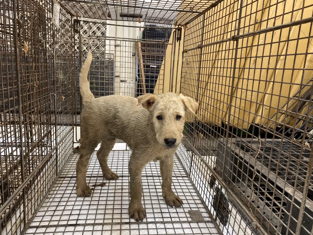 The dog, from the shelter's listing