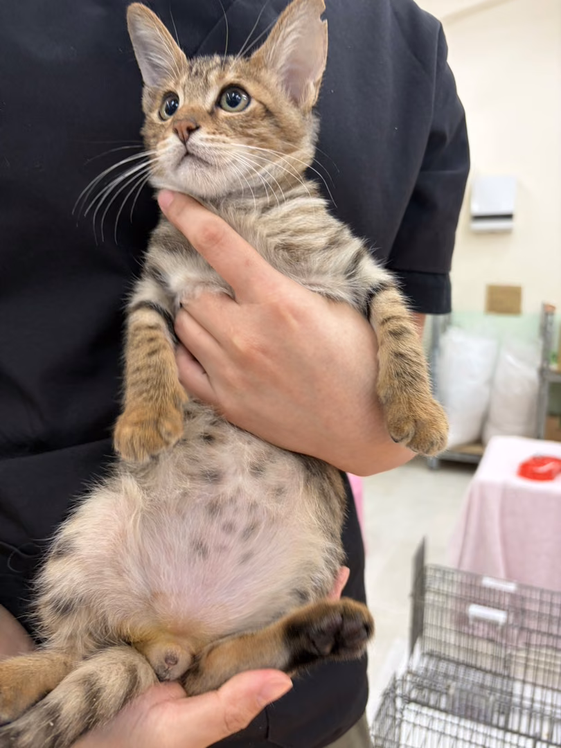 The cat, from the shelter's listing