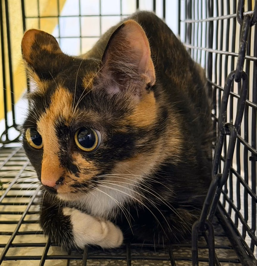 The cat, from the shelter's listing