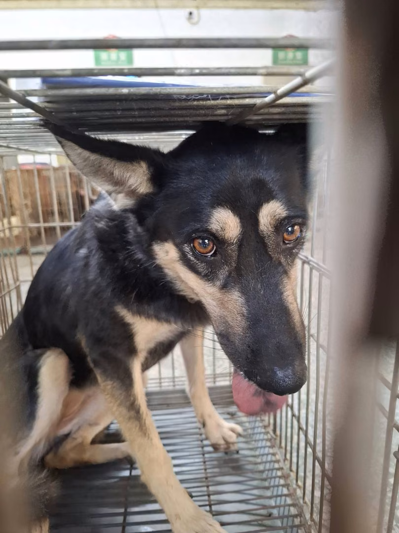 The dog, from the shelter's listing