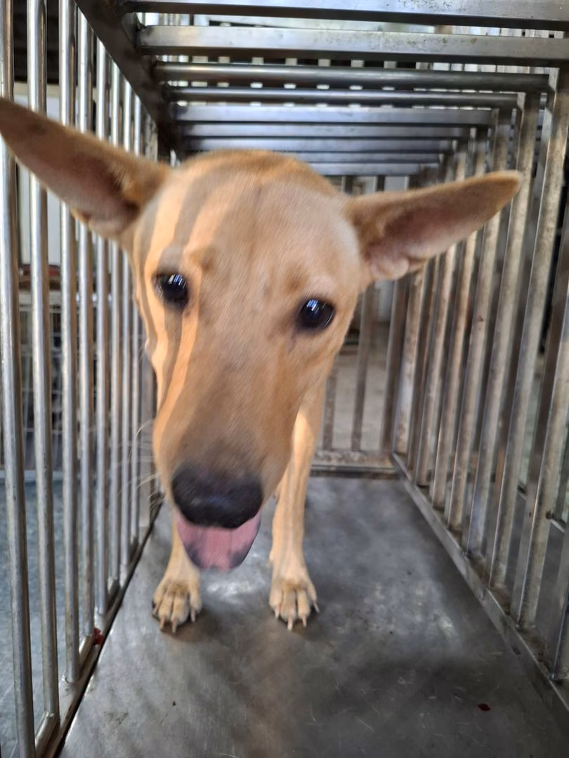 The dog, from the shelter's listing