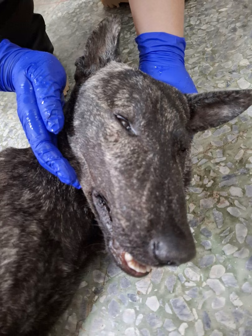 The dog, from the shelter's listing