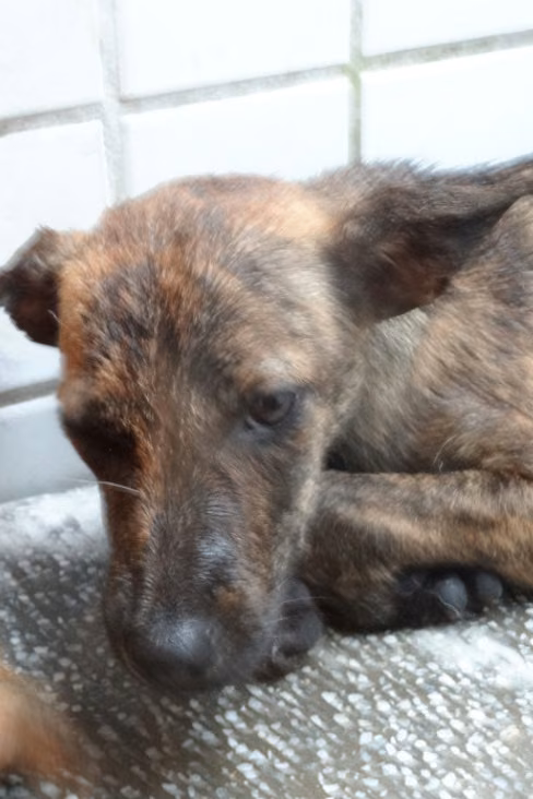 The dog, from the shelter's listing