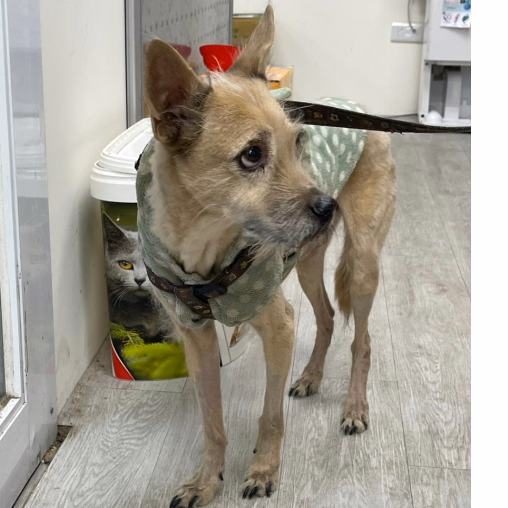 The dog, from the shelter's listing