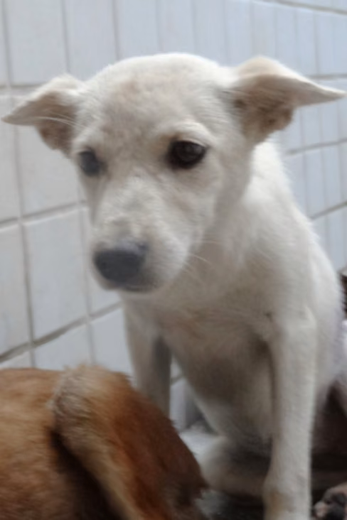 The dog, from the shelter's listing